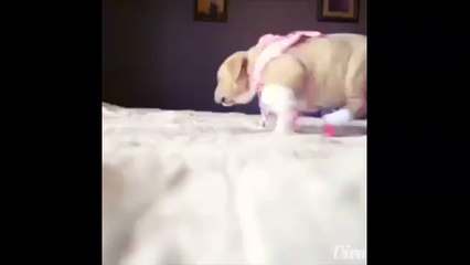 Милота в розовых носочках. Смешные приколы собаки