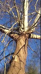 Treehouse Masters Season 6 Episode 12 | Treehouse Masters S06E12