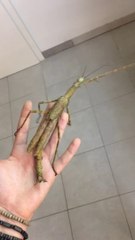 Giant Stick Insect