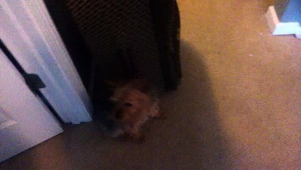 Z57 presents lea is ready to go!