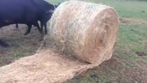 Hay Bales are Rollin' Rollin' Rollin'