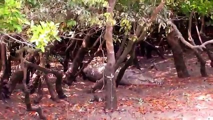 Bangladesh Tourism Year 2016- Sundarbans (Home of the Bengal Tiger & The Largest Mangrove Forest)