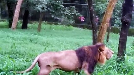 Lion Open Plase In Bangladesh