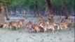 Wild Life in Sundarbans- India, The largest Mangrove Forest of the World