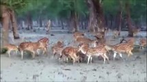 Wild Life in Sundarbans- India, The largest Mangrove Forest of the World
