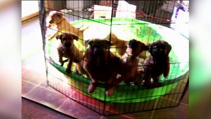 Funniest Cute Hyper Excited Pet Videos of 2016 Weekly Compilation | Kyoot Animals