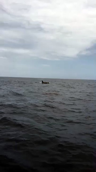 Derik Lattig Showing Orcas Video