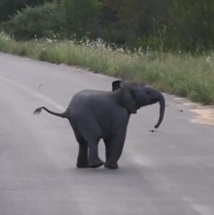 Baby elephant chases birds