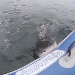 Les dents la mer en vrai !