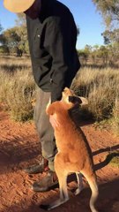 Baby Kangaroo Doesn't Want to Let Go