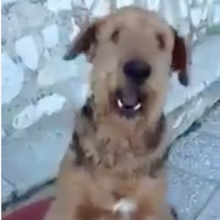 Ce chien sait compter !