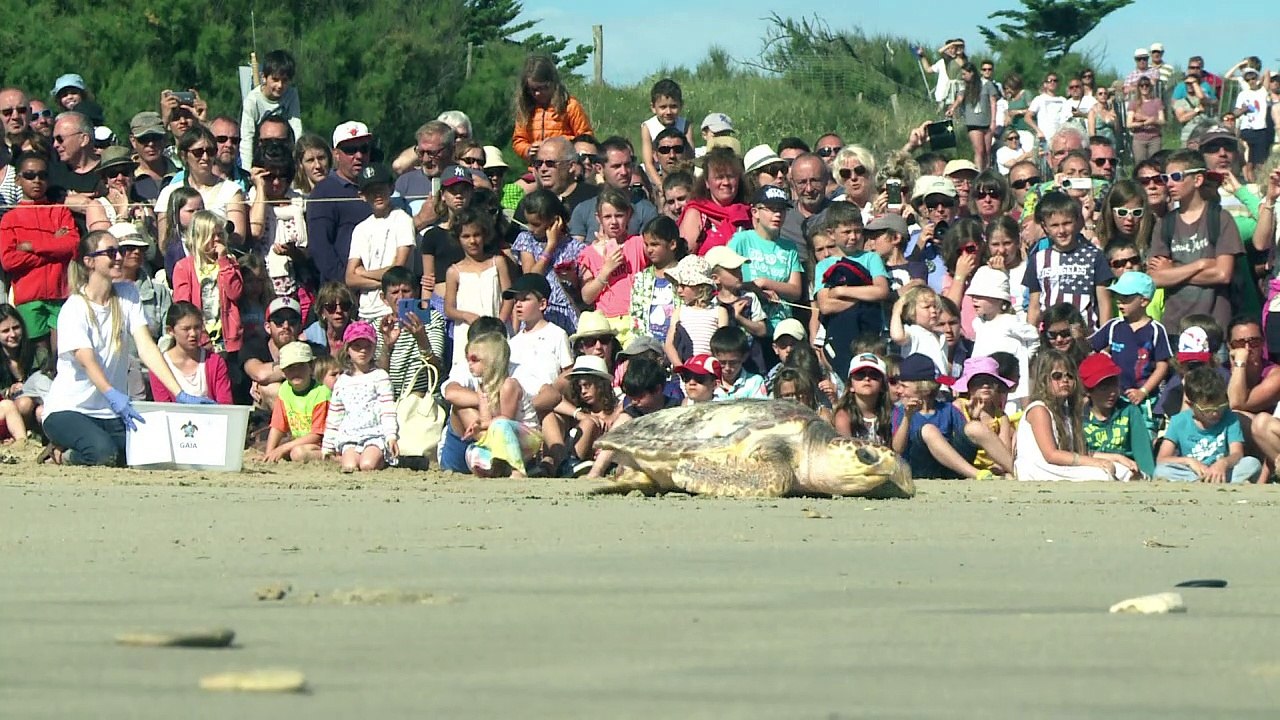 Ile de Ré: des tortues marines remises à l'eau