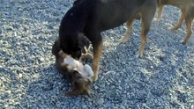 Mom and puppy