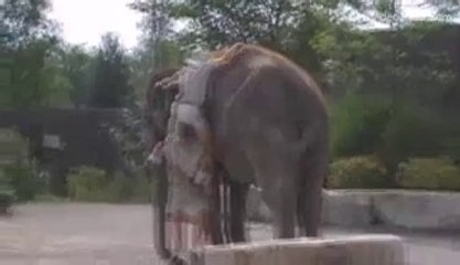 Climp an Elephant