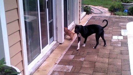 Pas faciles les enfants... Pauvre maman chien