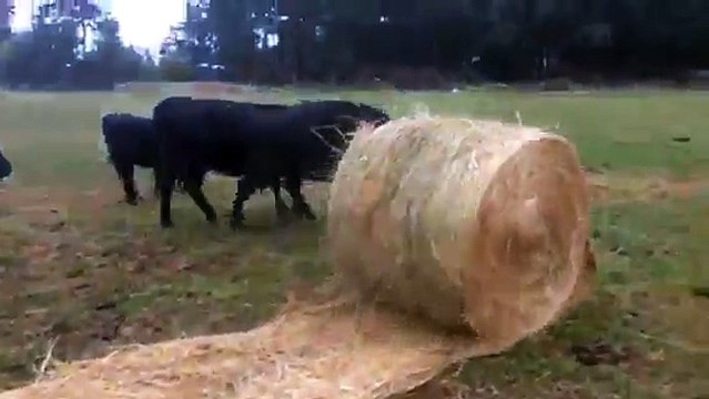 On a dit qu'on jouait pas avec la nourriture.. Vaches folles