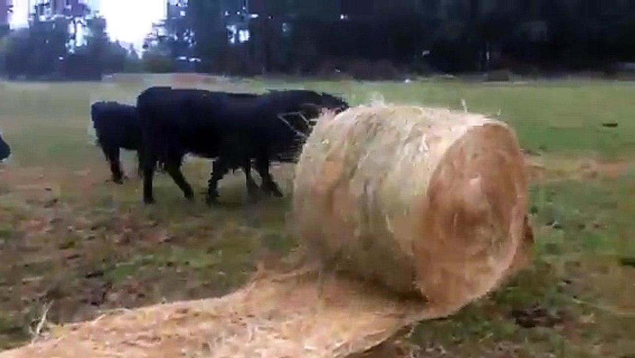 On a dit qu'on jouait pas avec la nourriture.. Vaches folles
