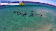 Comment les dauphins s'amusent