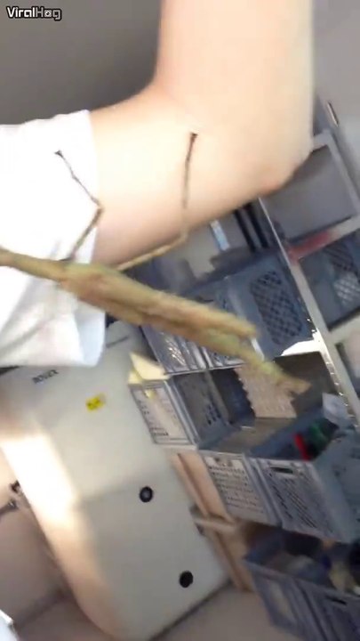 Un insecte géant flippant... Vous allez faire des cauchemars