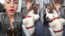 Elle chante une berçeuse à son chien pour l'endormir