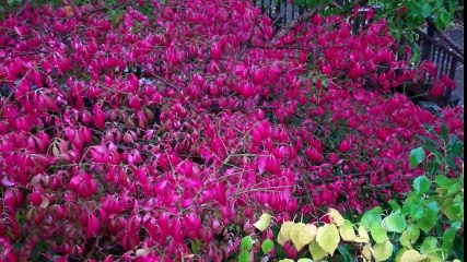 Autumn Walk In The Rain By River Scotland