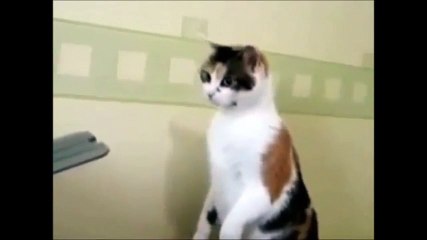 The cat tries to take out sheets print