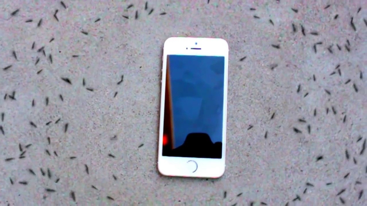 Formigas e um iPhone