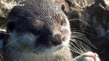 Who knew otters could make such a noise?