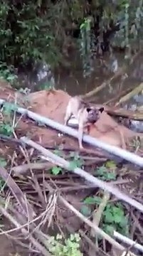 Angry DOG Bark & Growl Sound Effects [High Quality]