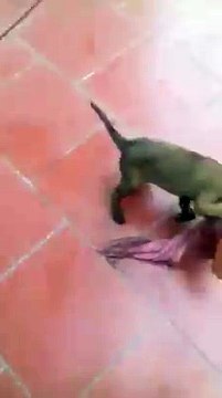 Cute Micro Dogs - A Cute Mini dog Videos Compilation 2016