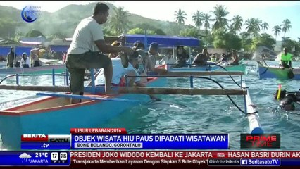 Yuk! Main Bareng Hiu Paus Raksasa di Gorontalo