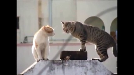 Cats fight for territory