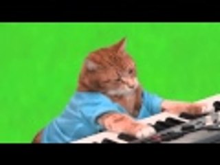 Charlie Schmidt's "Keyboard Cat" With & Without Green Screen (No Copyright)