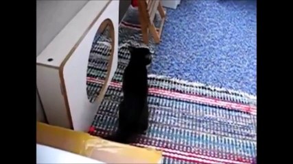 What happened if cat see mirror?