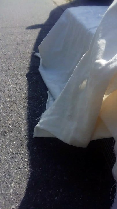 chaton noir - 3 mois - 9 juillet 2016