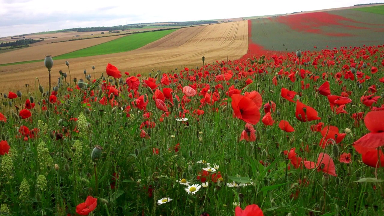 champ de coquelicots