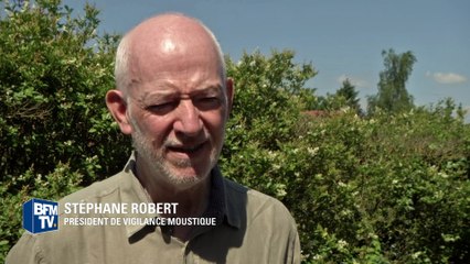 Attention au moustique tigre dans le sud de la France et le Val-de-Marne