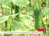 Iran Yazd province, Vegetables Greenhouse گلخانه پرورش سبزيجات استان يزد ايران