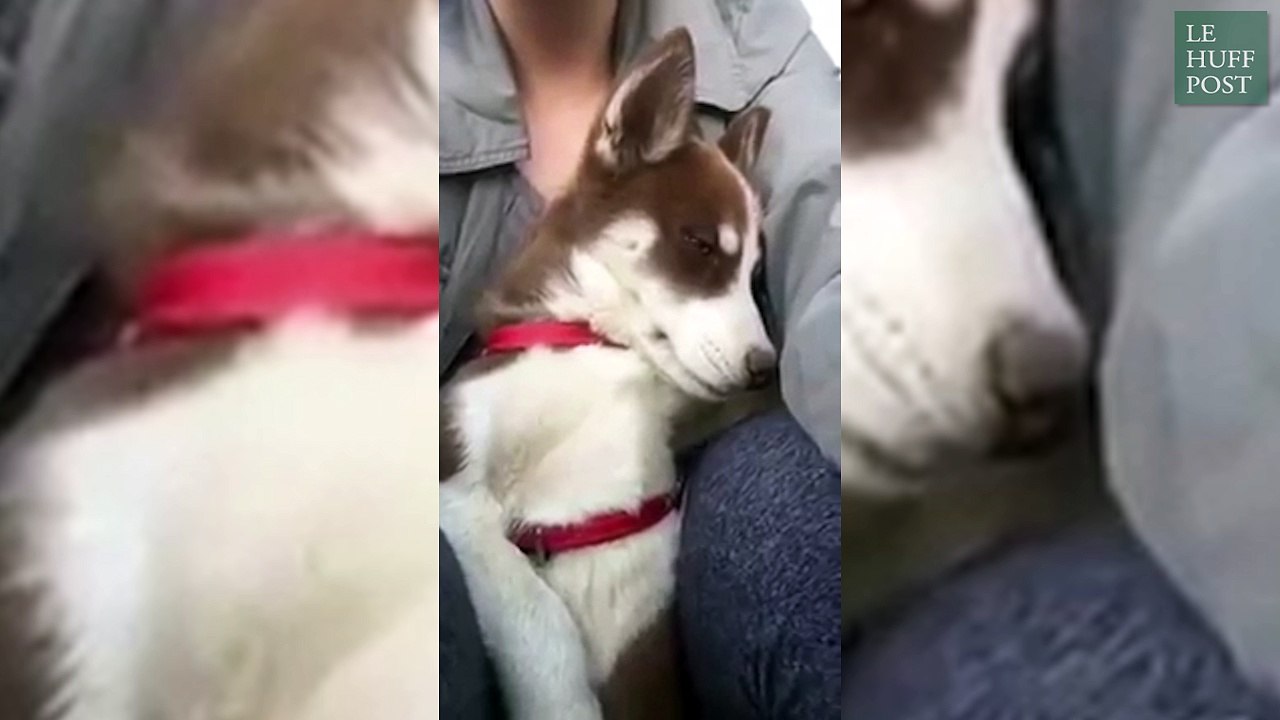 Cet adorable chiot s'endort quand sa maîtresse lui chante une berceuse