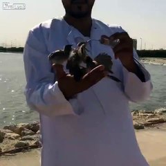 Feeding birds some honey