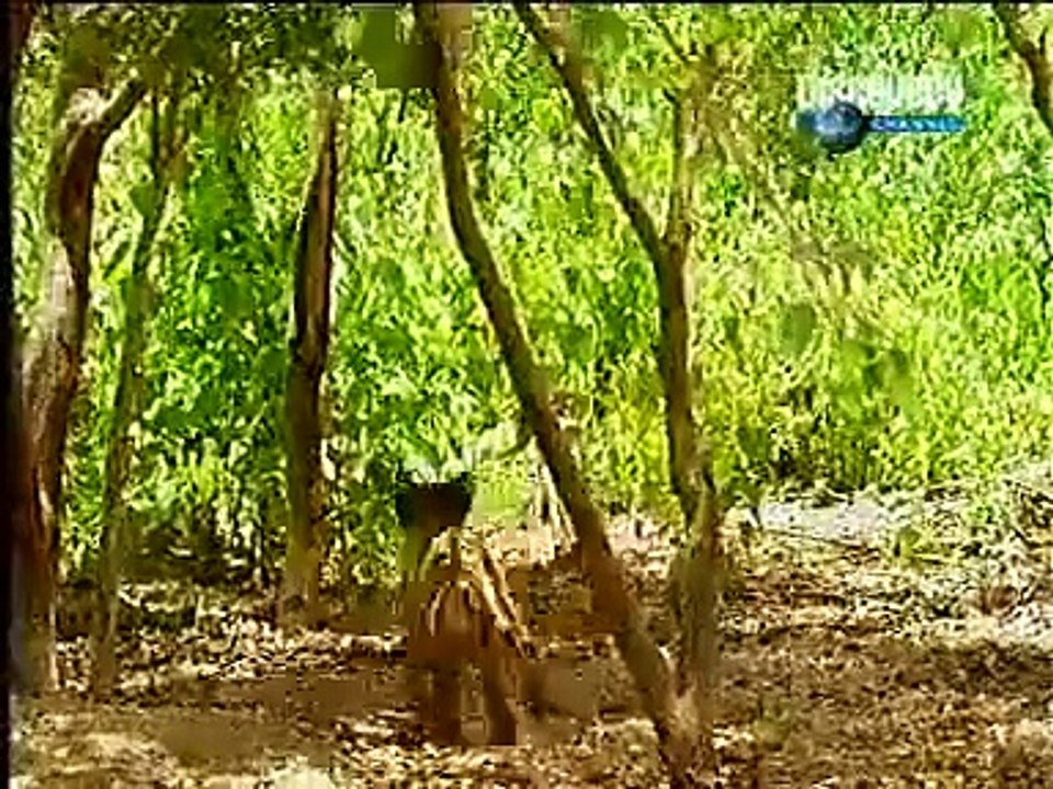 lion vs monkey