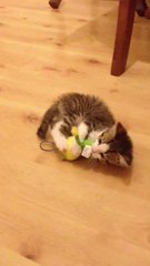 Funny cat playing like dog