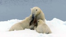 Polar bear nursing her two cubs, Svalbard, Norway July 2016