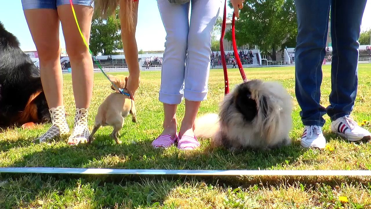 FESTIVAL OF DOGS. ФЕСТИВАЛЬ ВСЕХ ПОРОД СОБАК