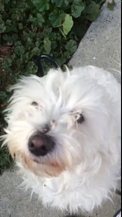 Dog stuck in Coathanger