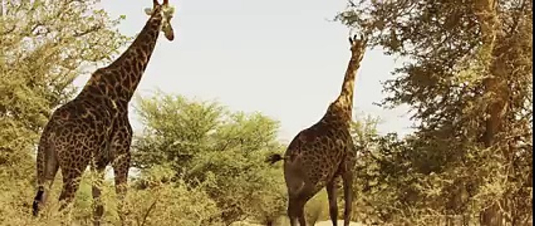 SAÏK - MAMAYE [Clip Officiel 2016]