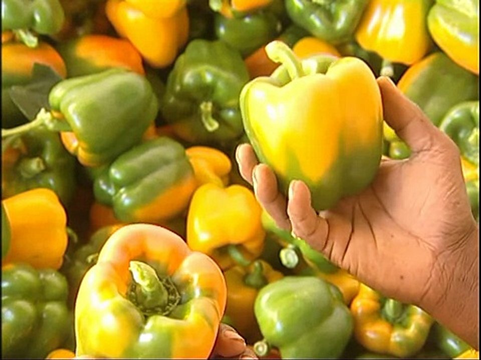 Green house Capsicum (Kannada) Part 1