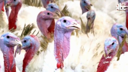 تربية الديك الرومي     بين المغامرة وحب المهنة 2