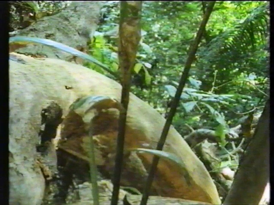 01) La Natura - Il Corteggiamento