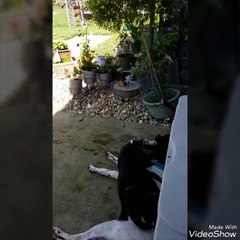 Male bog humps male dog